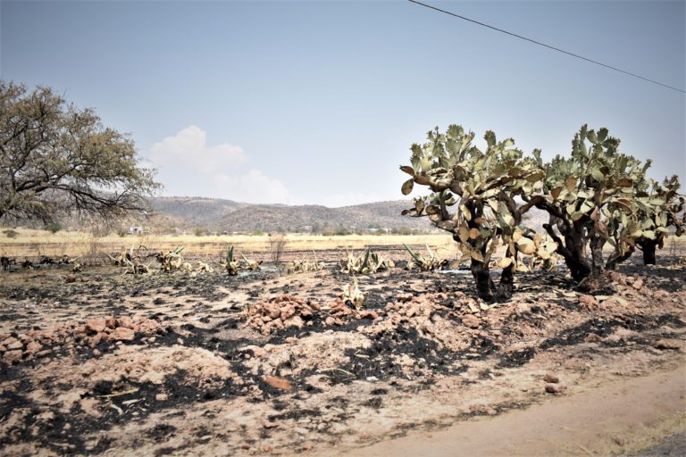 Hitler por todas partes/ Imágenes de Aguascalientes