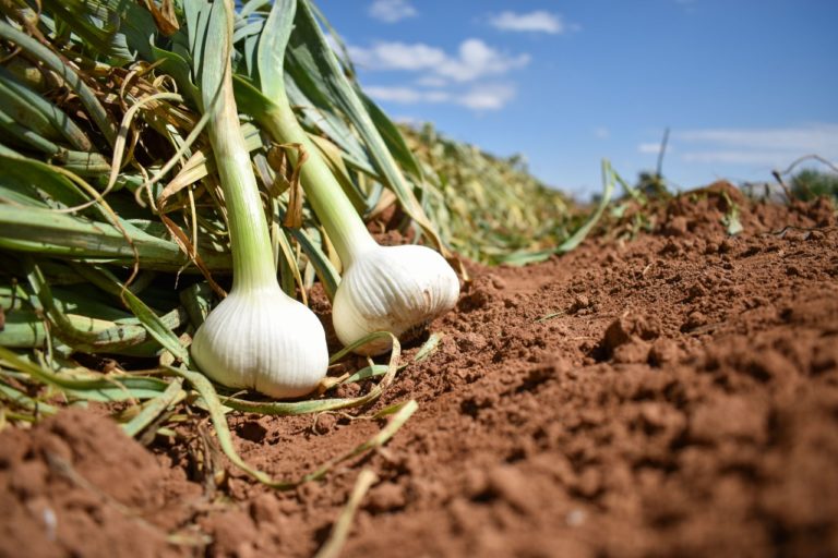 Se espera una producción de ajo de más de 4 mil 500 toneladas en Aguascalientes