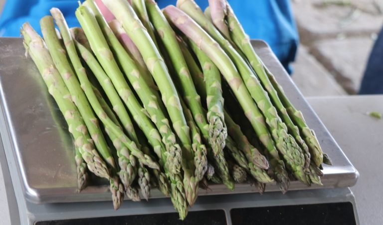 Cultivo de espárrago en Aguascalientes, noveno lugar nacional