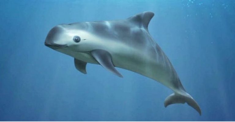 EU emite consulta a México sobre la protección a la vaquita marina bajo las reglas del T-MEC