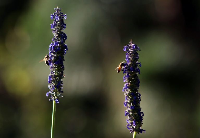 Abejas son esenciales en la producción de alimentos por la polinización que realizan