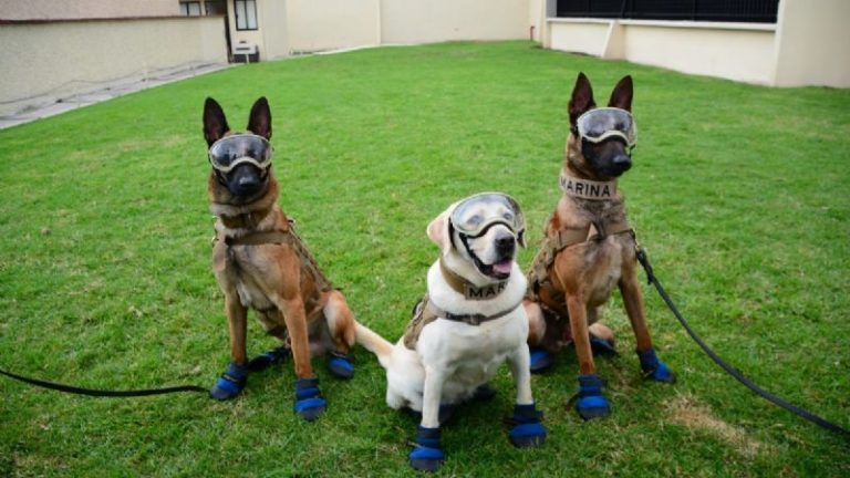 Te contamos sobre los héores caninos Evil y Ecko, los caninos que ayudaron en el colapso en el Metro
