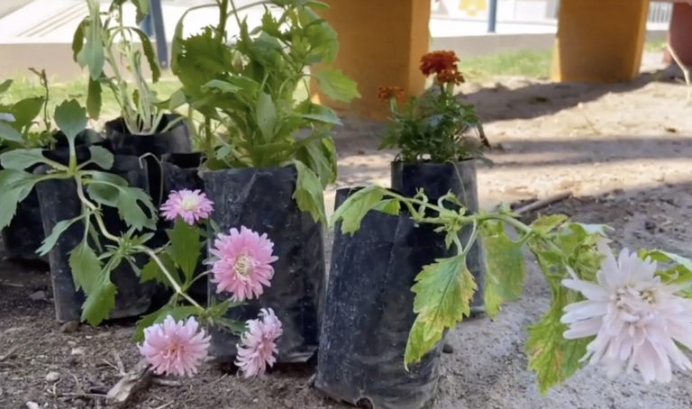 IAJU creó huerto urbano en sus instalaciones