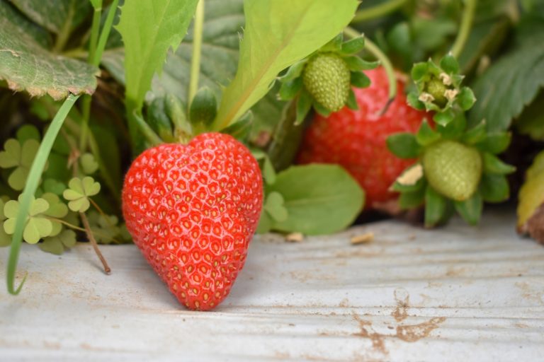 Producción de fresa en Aguascalientes es de más de 3 mil toneladas