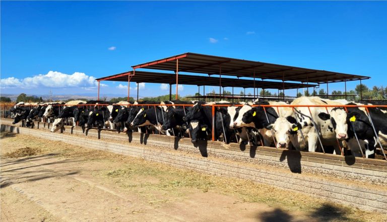 Aumenta el robo de ganado en Asientos, Aguascalientes