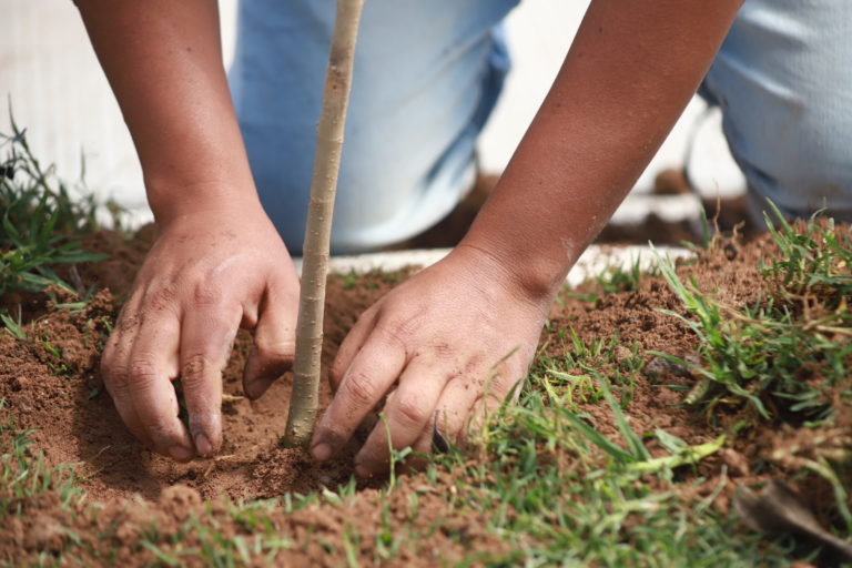 Ciudadanía participa en la reforestación de colonias en Aguascalientes