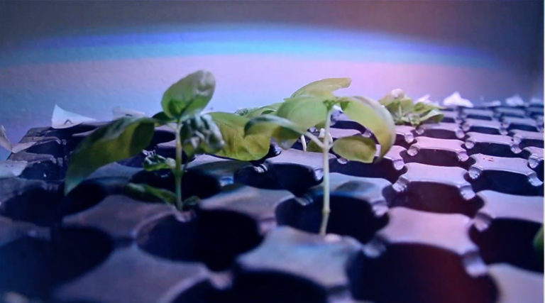 Estudiante de la UPA desarrolló sistema para crecimiento de plantas con iluminación artificial