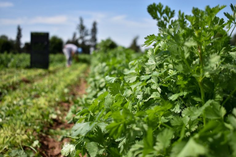 Piden campesinos que se involucre a la UAA para mejorar los suelos de uso agrícola