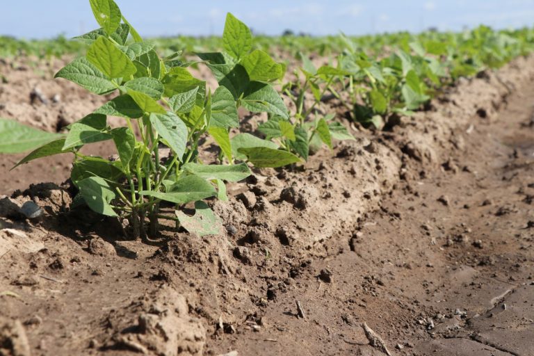 Está a punto de concluir el entubamiento del Distrito de Riego 001 en Aguascalientes