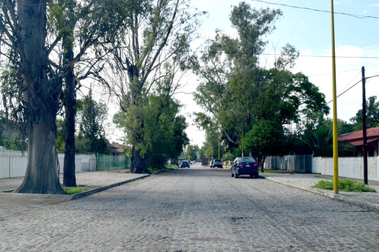 Otro abuso al medio ambiente, cortarán cerca de 30 árboles antiguos en Ferronales