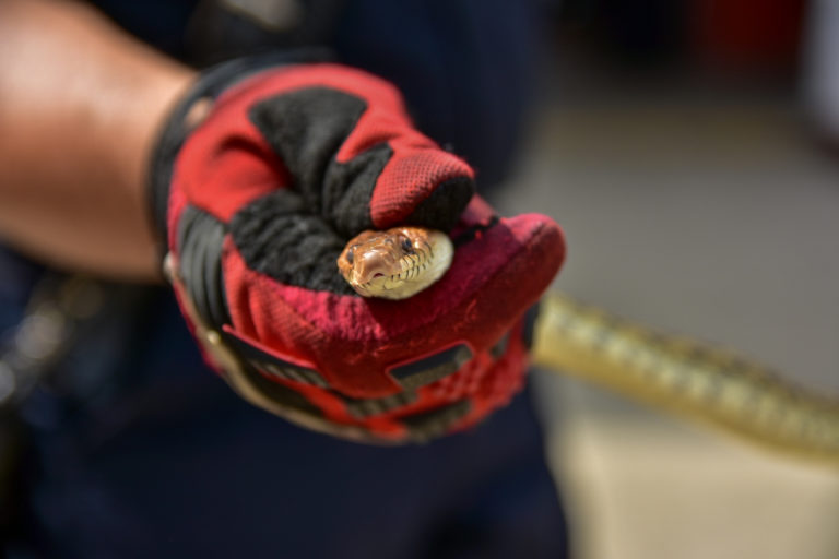 Alerta Protección Civil Municipal por presencia de serpientes en temporada de lluvias