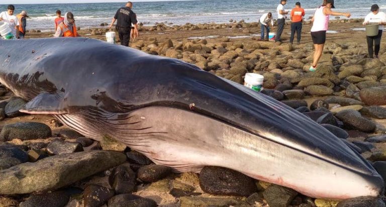 Aparece ballena muerta en playa de Puerto Peñasco; podría ser la misma que fue rescatada