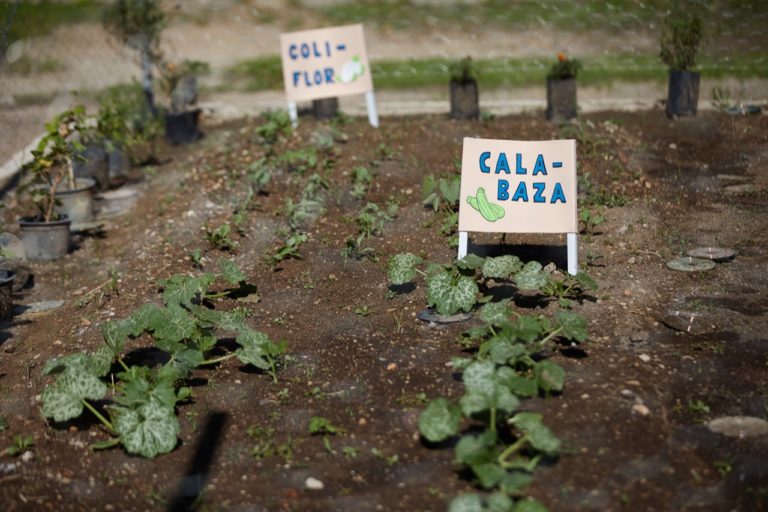 Inauguraron los huertos escolares en el Conalep y la ENA