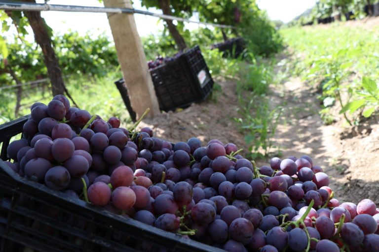 En plena temporada, cosecha de uva en Aguascalientes