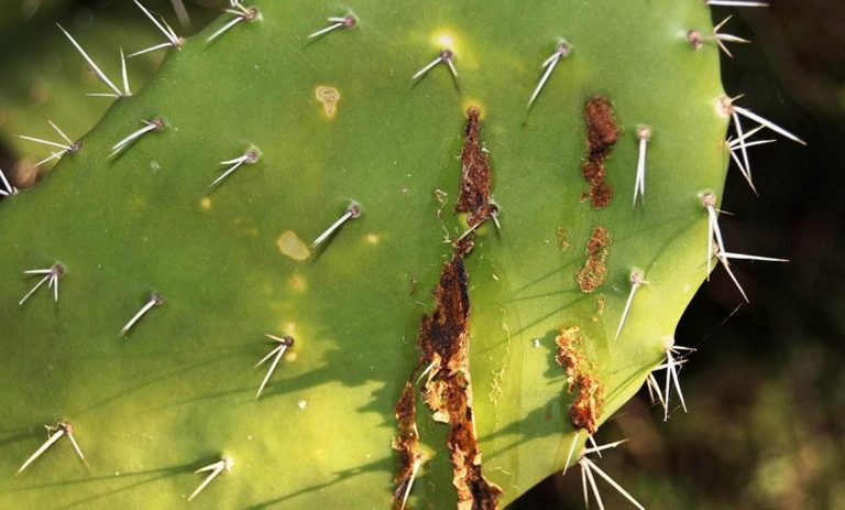 Llevan a cabo en Jesús María taller sobre las propiedades del nopal