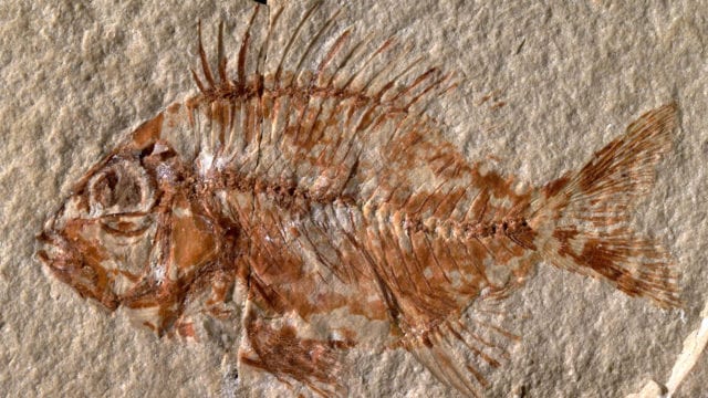 En México, hallan nueva especie de pez que vivió hace 95 millones de años