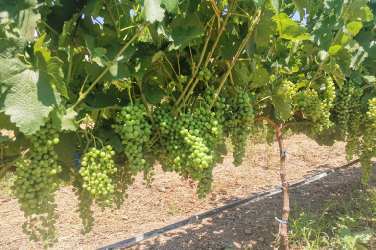 ¿Qué habrá en la Ruta del Vino 2021 en Aguascalientes?