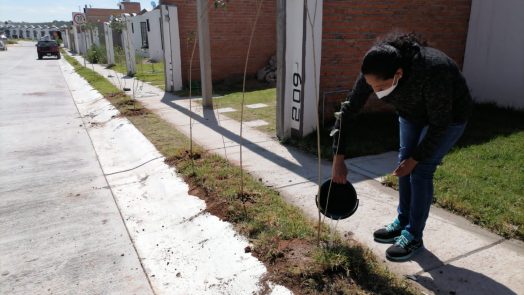 Se intensifican trabajos de reforestación con la campaña Municipio Verde
