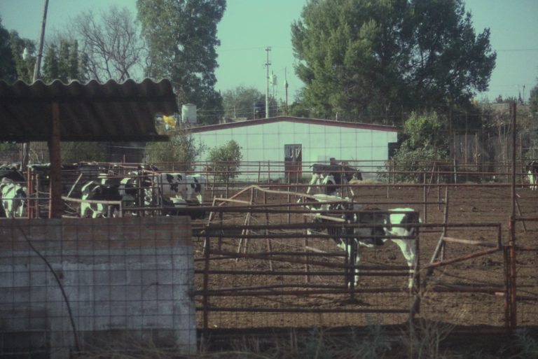 Gobierno federal se ha olvidado de los ganaderos, no hay apoyos para este sector