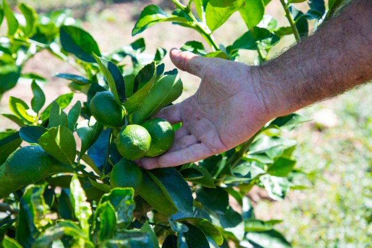 La LXIV Legislatura dejó en el olvido a los pequeños productores agrícolas