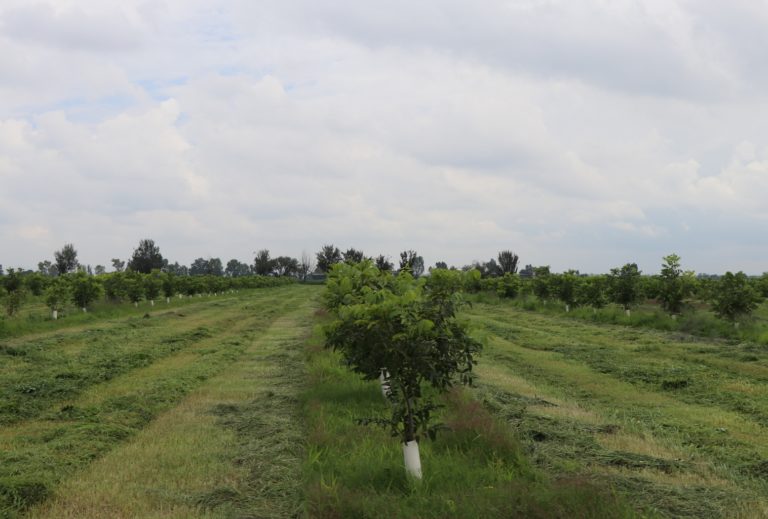 Productores del estado establecen 90 hectáreas de nogal con reconversión productiva