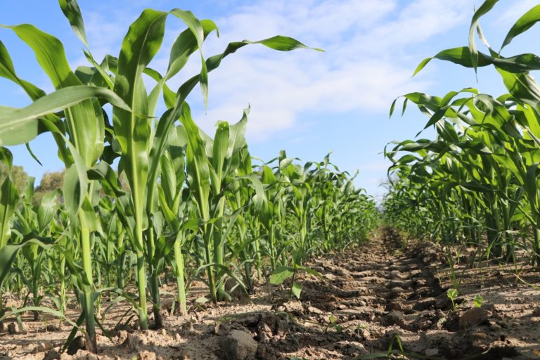 En Aguascalientes, Sedrae apoyó a mil 712 agricultores en la adquisición de semilla