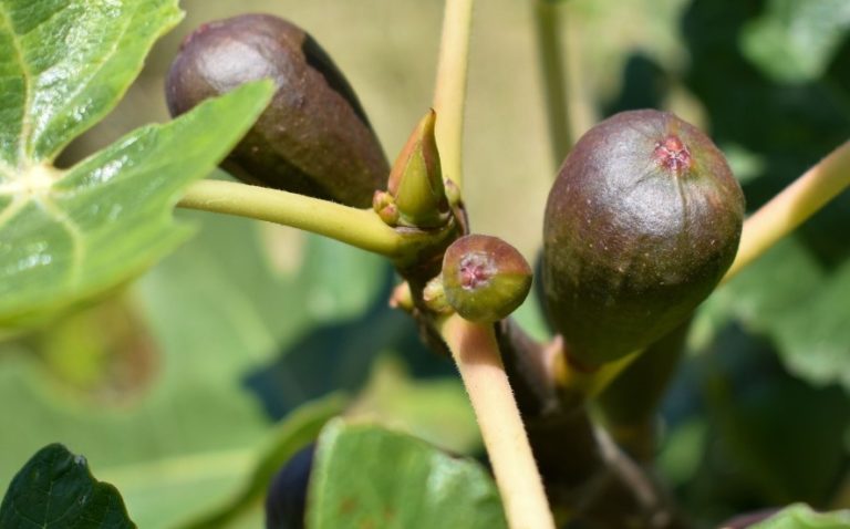 Sedrae apoya el cultivo de higo en el estado de Aguascalientes