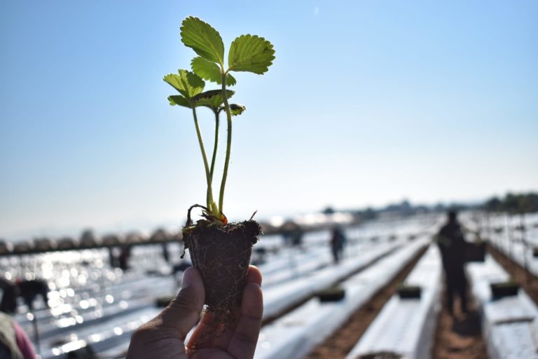 Sedrae apoya a productores con la plantación de fresa 