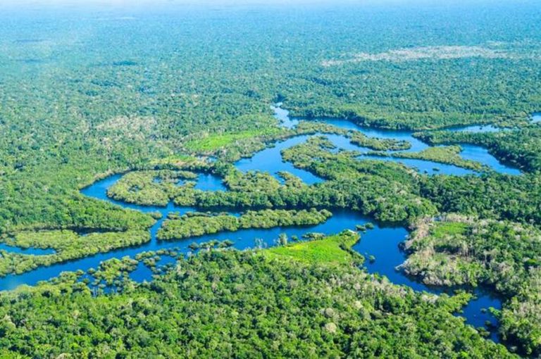 La gestión de los bosques del mundo debe centrarse en el agua: FAO