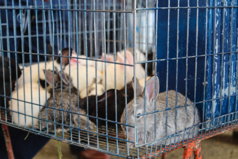 Por fin se prohíbe en México experimentación con animales en la industria cosmética