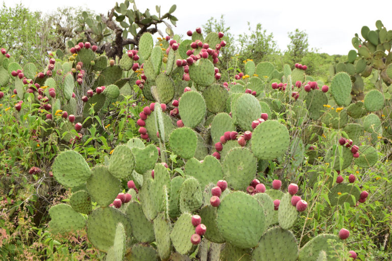 La fruta más mexicana/ Imágenes de Aguascalientes 