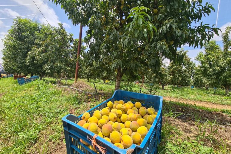 Cultivo de durazno es productivo y rentable en Aguascalientes   