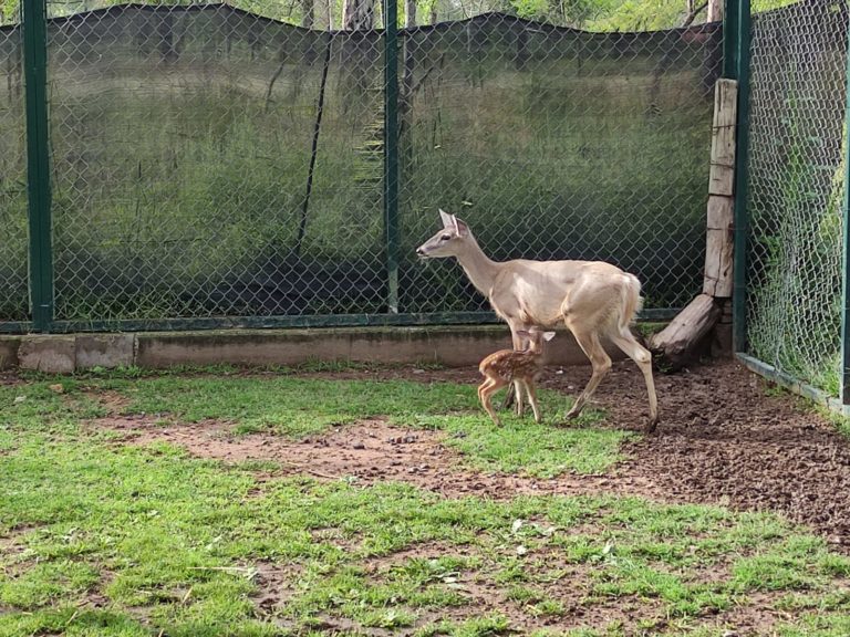 Venado cola blanca se integra al CEAR Rodolfo Landeros