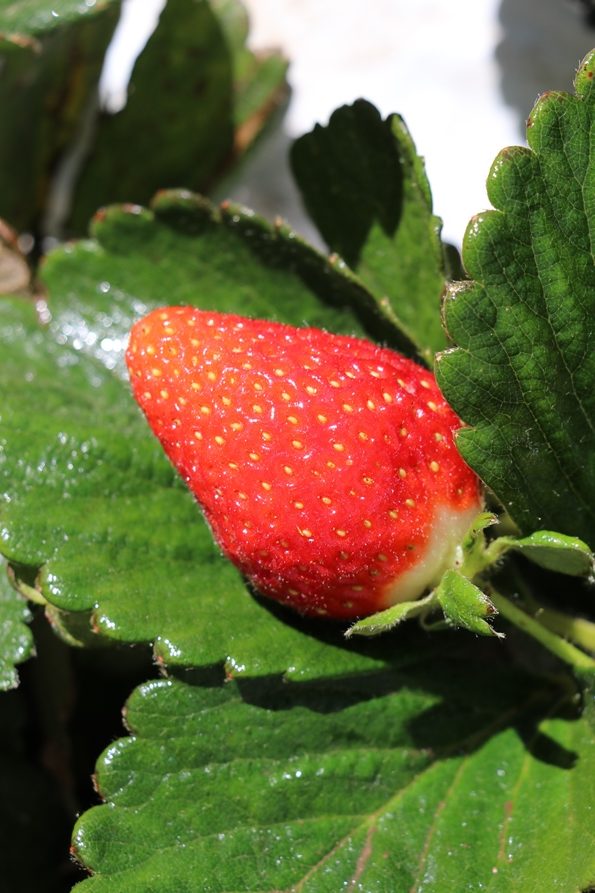 Se han invertido 62 mdp en el Programa de Reconversión Productiva