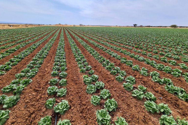 Sedrae apoyó a 303 productores con implementos agrícolas en Aguascalientes