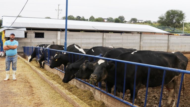 Ganaderos, obligados a costear el aretado del SINIIGA