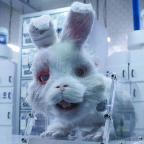 aprueban-castigar-pruebas-cosmeticas-en-animales-en-mexico