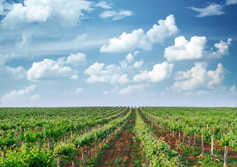 Viñedo Casa de Quesada, el ganador del placer