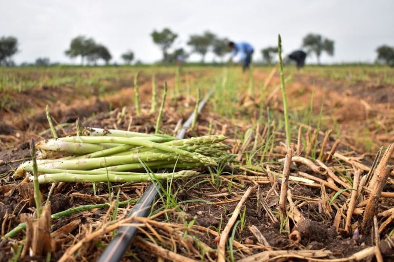 2021, gran año de lluvias para los cultivos de Aguascalientes