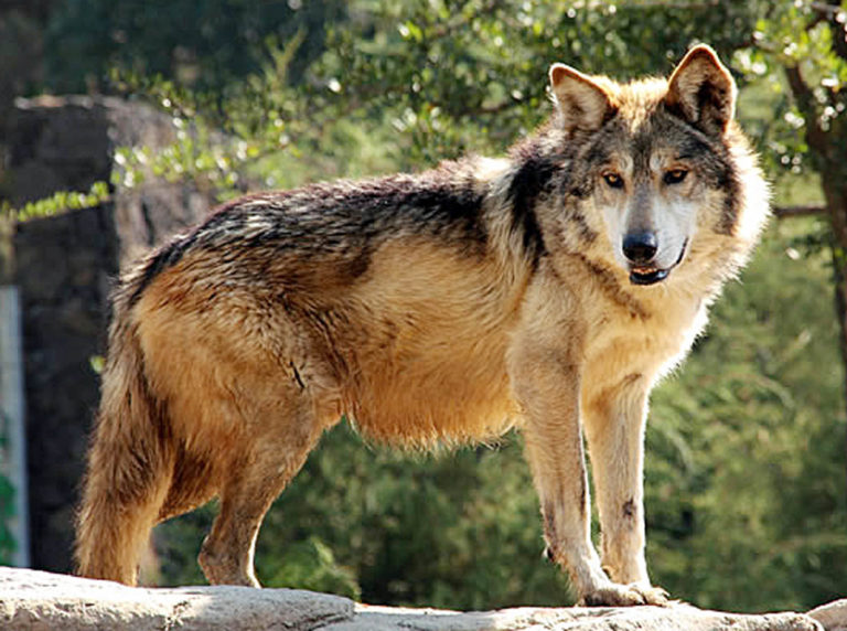 Recuperar poblaciones de animales y conservar hábitats, la clave para preservar especies