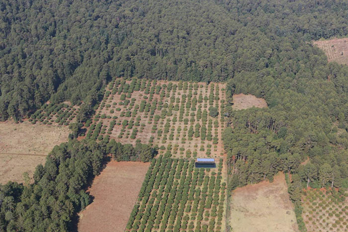 Jalisco: Devastador cambio de uso de suelo
