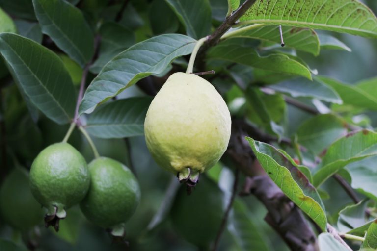 En labores de cosecha se encuentran mil 250 fruticultores de guayaba de Calvillo