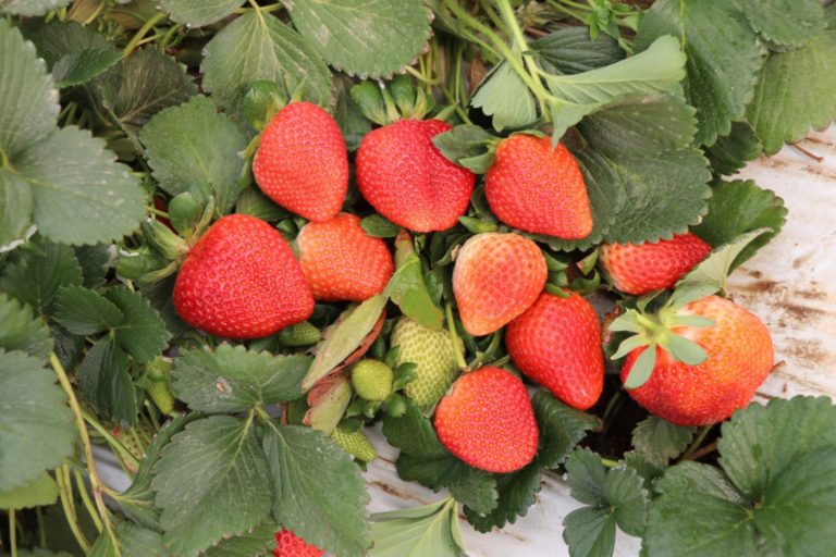 Aguascalientes cosecha 3 mil toneladas de fresa al año