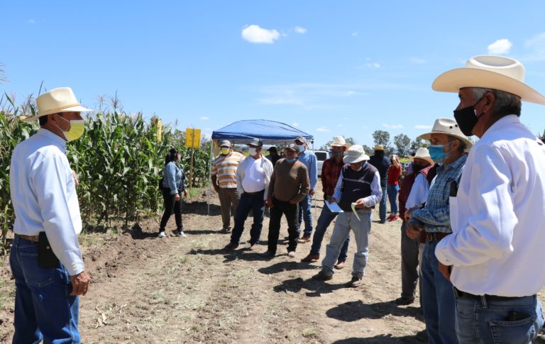 Sedrae evalúa parcelas experimentales de maíz y frijol para mejorar la productividad