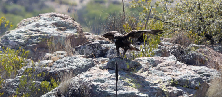 Ssmaa dio cierre al Programa de Monitoreo del Águila Real 2020-2021