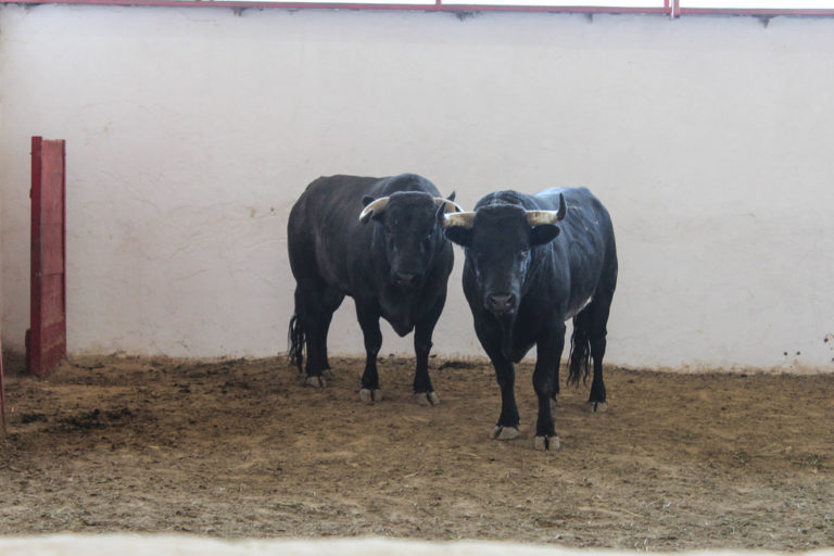 Cada vez más cerca la prohibición de las corridas de toros en Aguascalientes, asegura el Verde