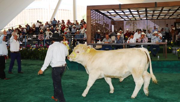 Realizan subasta de ganado bovino de carne raza Charolais de la Unión Ganadera Regional Hidrocálida