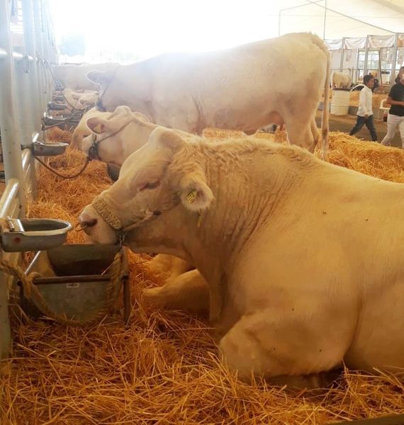 Presentan ganado bovino de calidad en Aguascalientes