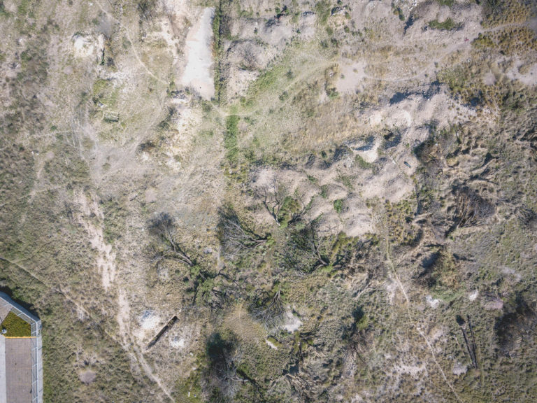 COP26: Depredado por la deforestación, México firma acuerdo a favor de los bosques