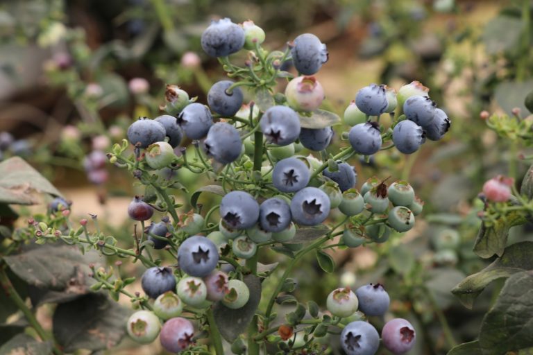 Se esperan 24 toneladas por hectárea de arándano este año   
